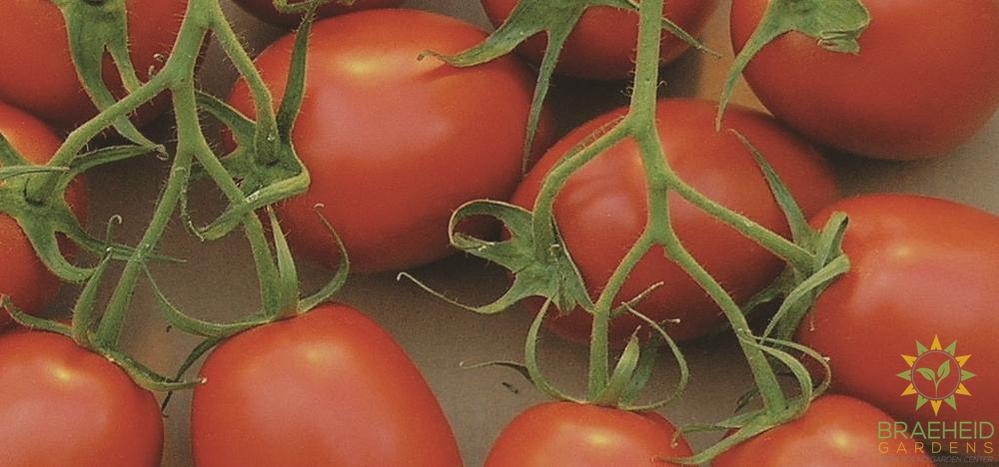 Red Roma Tomato