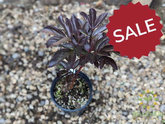 Red Sarah Bernhardt Peony - NO SHIP -