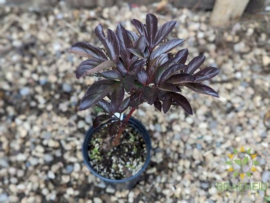 Red Sarah Bernhardt Peony - NO SHIP -