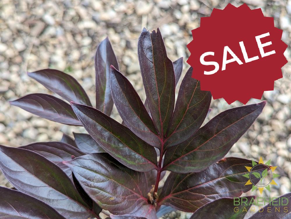 Red Sarah Bernhardt Peony - NO SHIP -