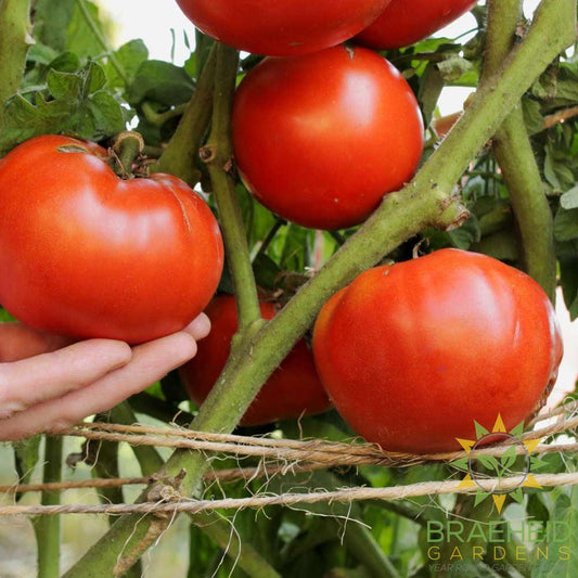 Red Beefsteak Tomato