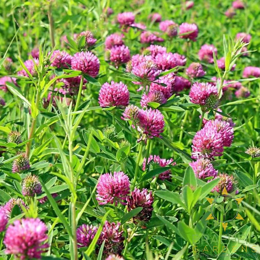 Red Clover