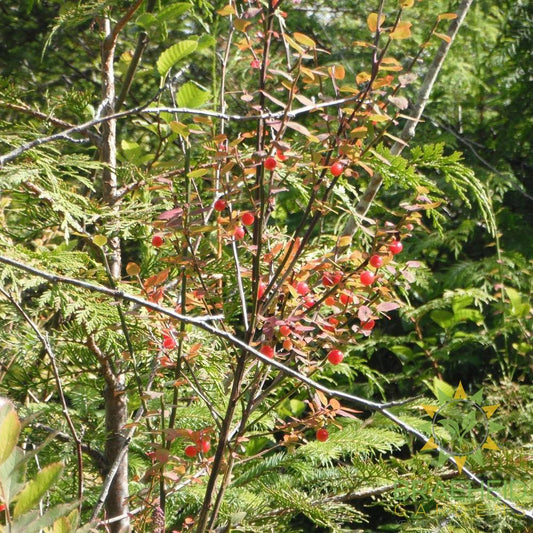 Red Huckleberry