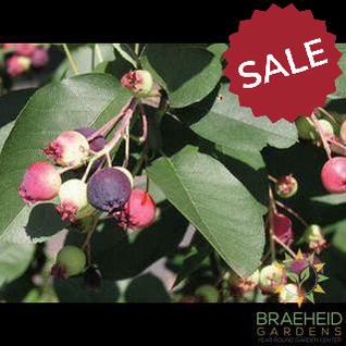 Buy Regent Saskatoon an Edible Shrub in Grande Prairie Alberta - Braeheid Gardens Ltd.