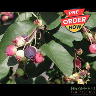 Buy Regent Saskatoon an Edible Shrub in Grande Prairie Alberta - Braeheid Gardens Ltd.