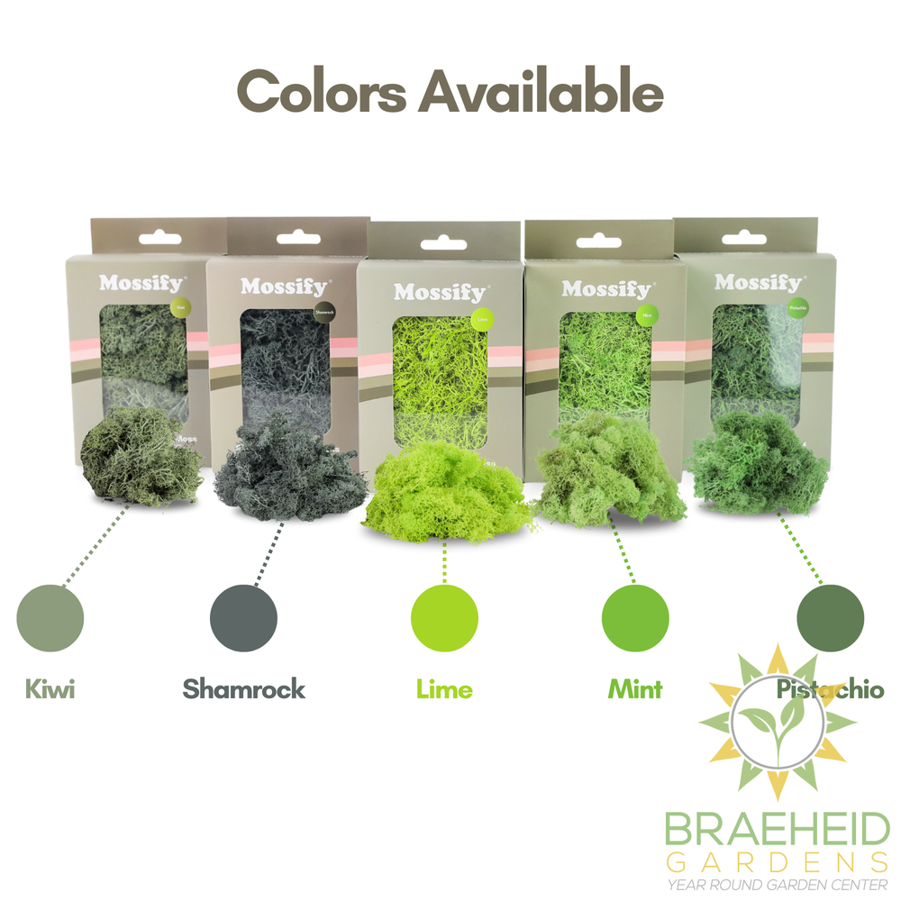Premium Preserved Reindeer Moss