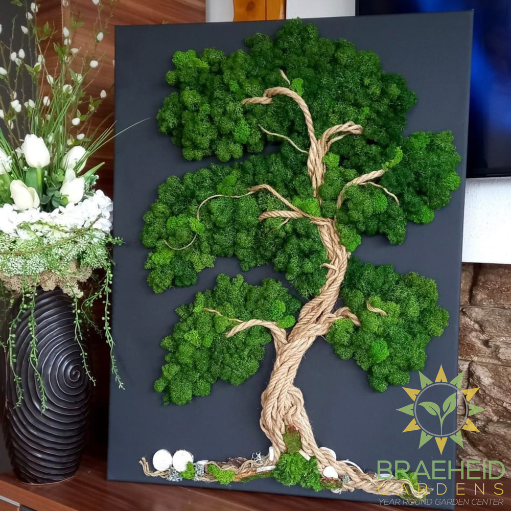 Premium Preserved Reindeer Moss