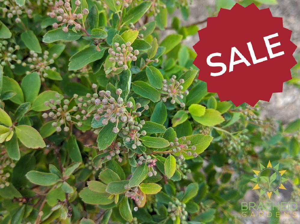 Renaissance Spirea