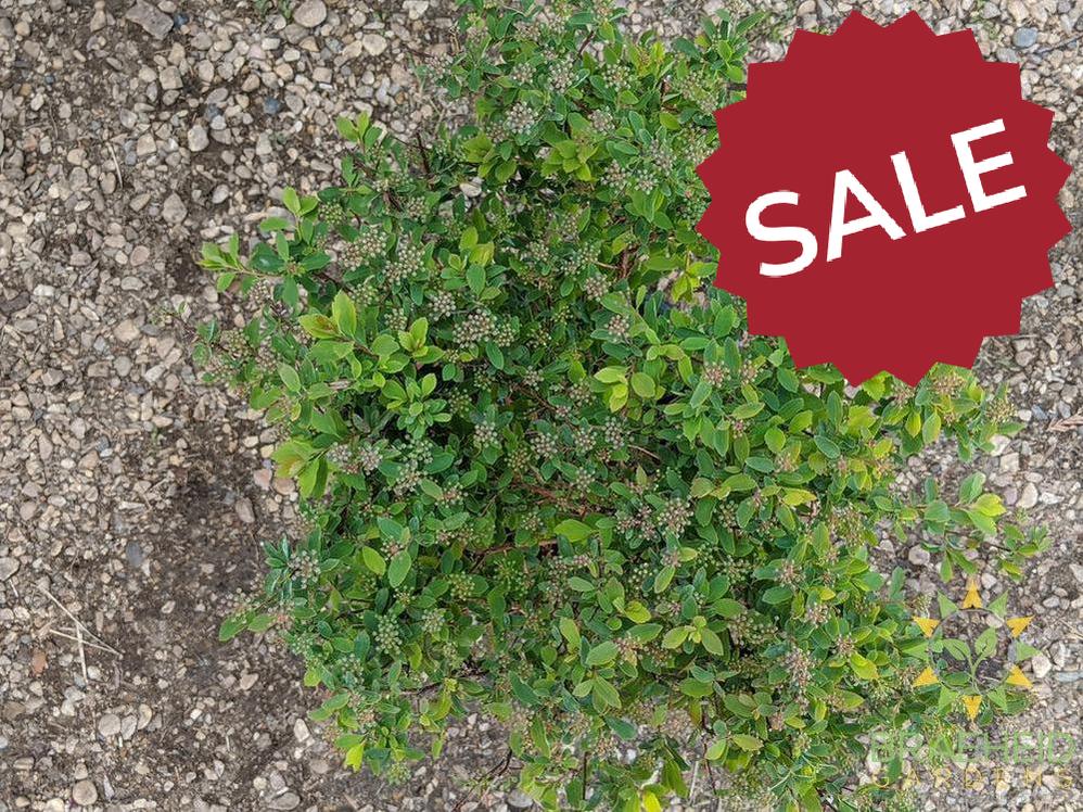 Renaissance Spirea