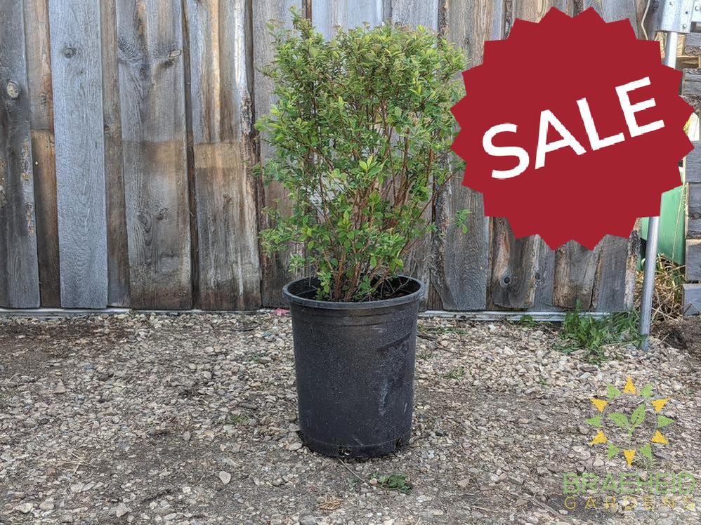 Renaissance Spirea