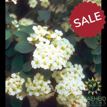 Renaissance Spirea