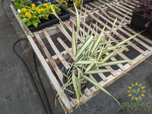 Ribbon Grass