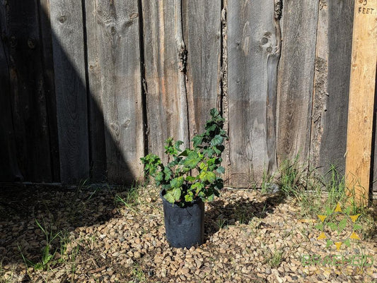 Buy Ribes Red Lake Currant an Edible Shrub in Grande Prairie Alberta - Braeheid Gardens Ltd.