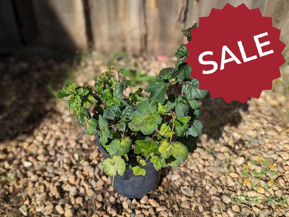Buy Ribes Red Lake Currant an Edible Shrub in Grande Prairie Alberta - Braeheid Gardens Ltd.