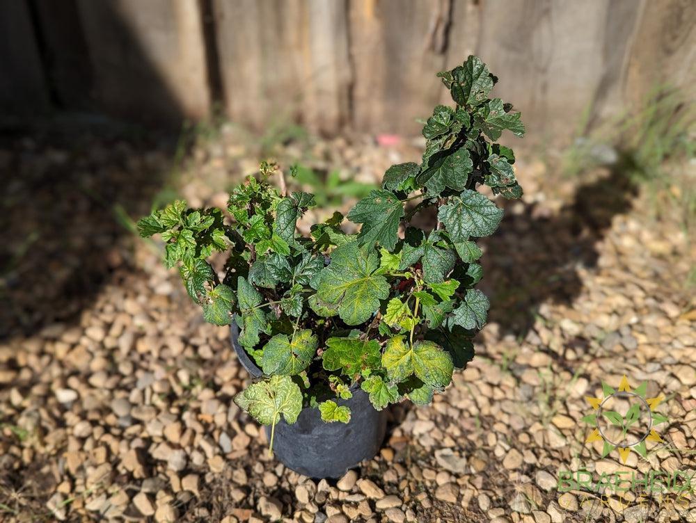 Buy Ribes Red Lake Currant an Edible Shrub in Grande Prairie Alberta - Braeheid Gardens Ltd.