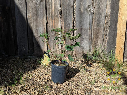 Buy Ribes White Pearl Currant an Edible Shrub in Grande Prairie Alberta - Braeheid Gardens Ltd.