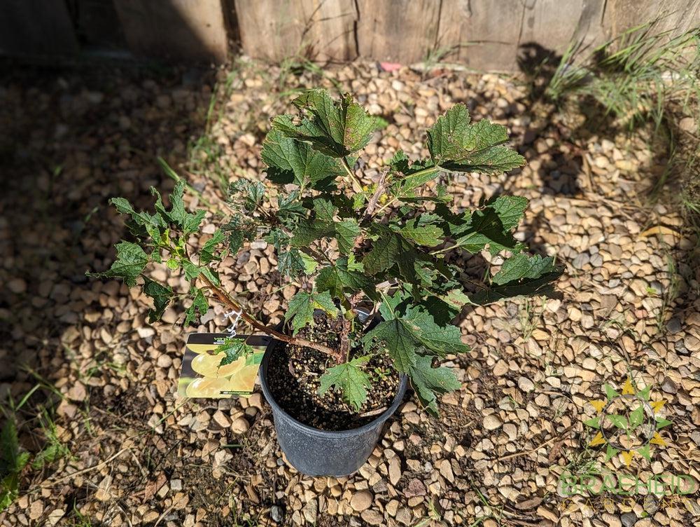 Buy Ribes White Pearl Currant an Edible Shrub in Grande Prairie Alberta - Braeheid Gardens Ltd.