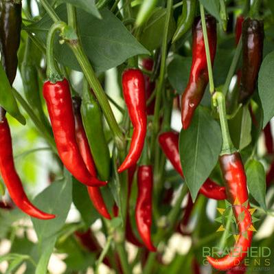 Ring-O-Fire Hot Pepper