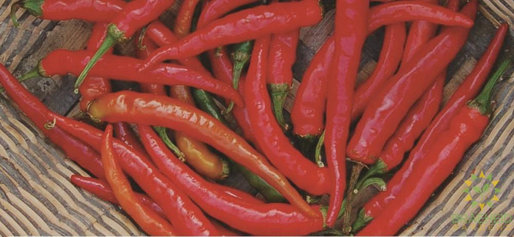 Ring-O-Fire Hot Pepper