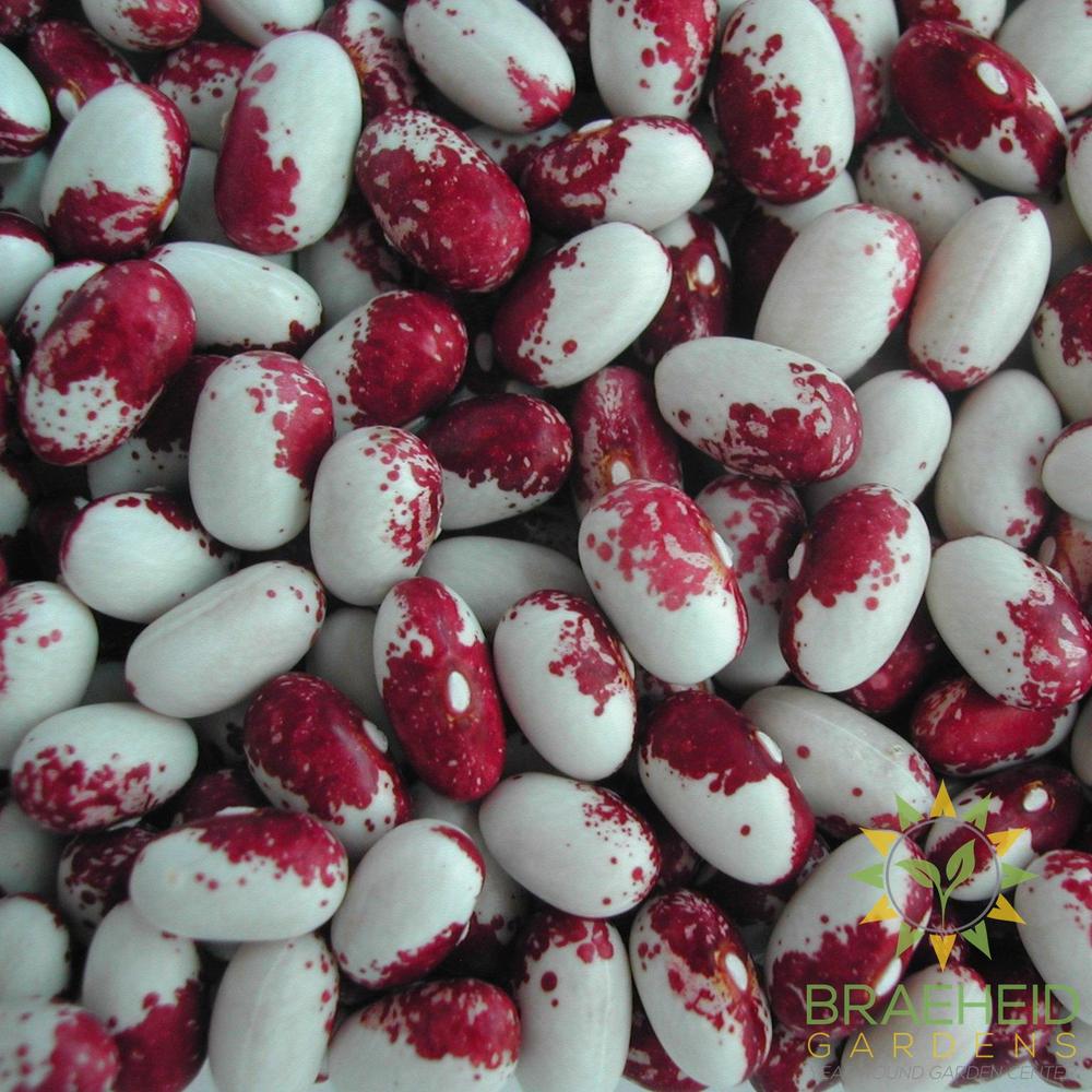 Rockwell Bush Bean