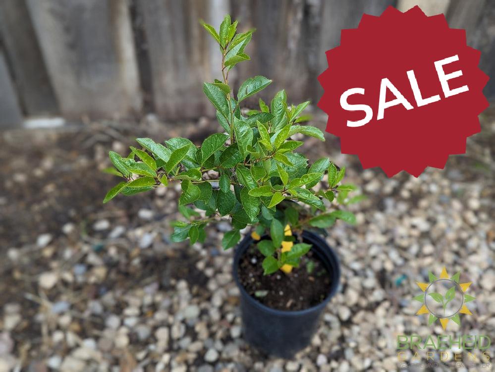 Romeo Cherry shrub