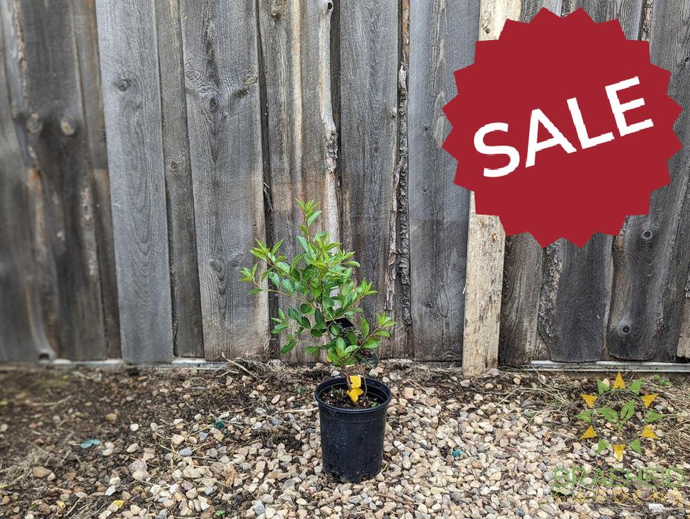 Romeo Cherry shrub