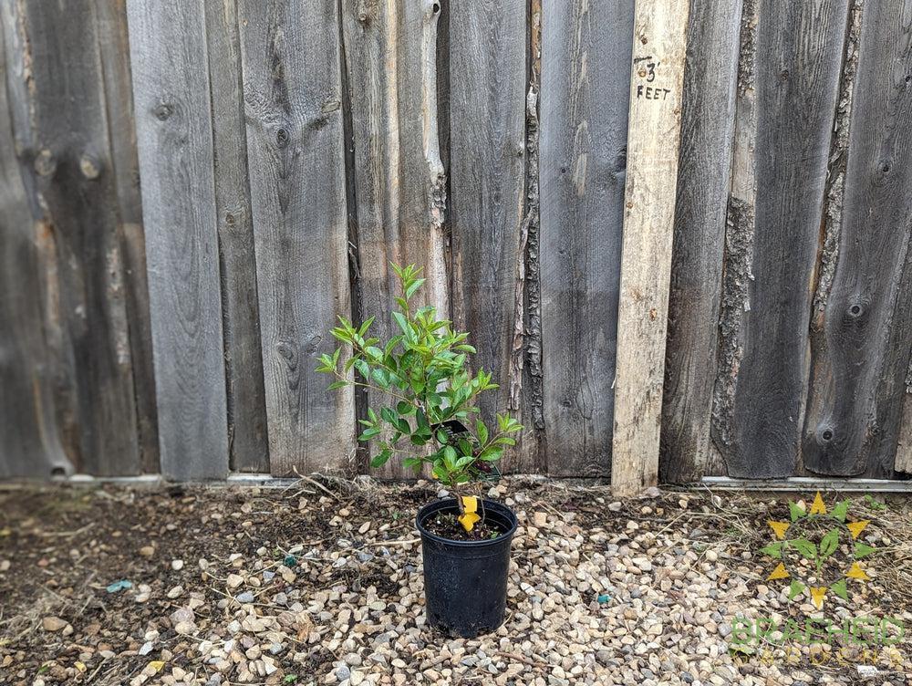 Romeo Cherry shrub
