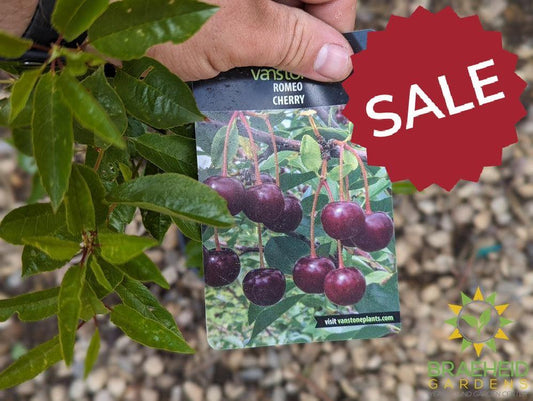 ๐ Auction #6 โ Cherry Shrub Collection (Zone 2โ3)