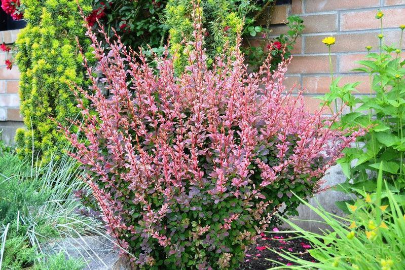 Rose Glow Japanese Barberry