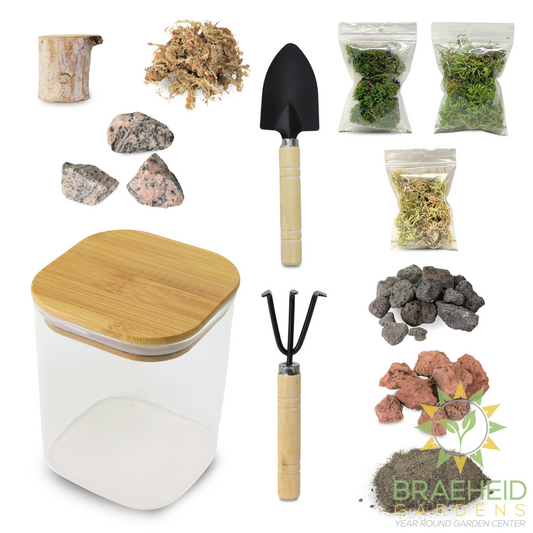 Mossify Terrarium Kit
