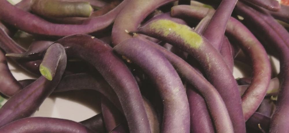 Royal Burgundy Bush Bean