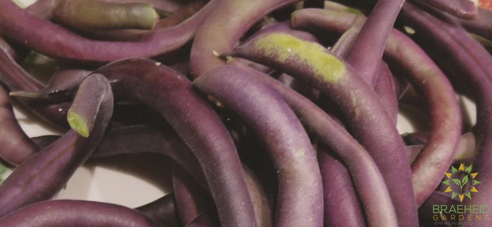 Royal Burgundy Bush Bean