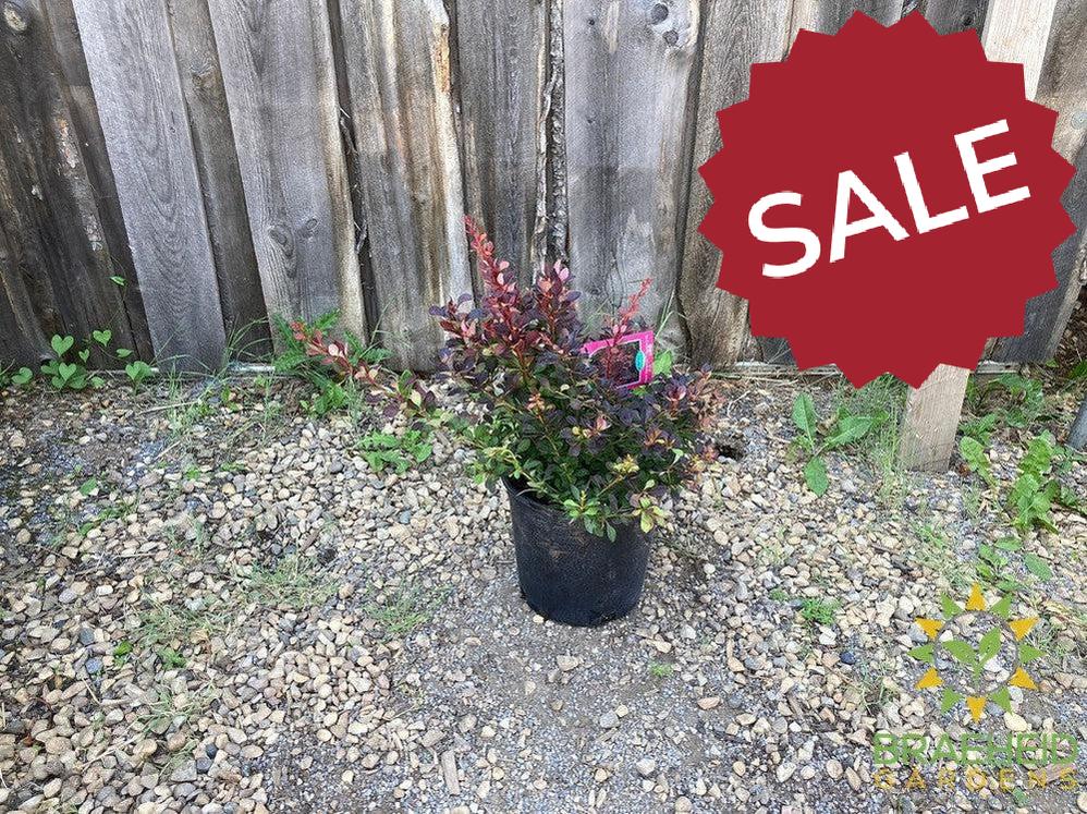 Royal Burgundy™ Barberry