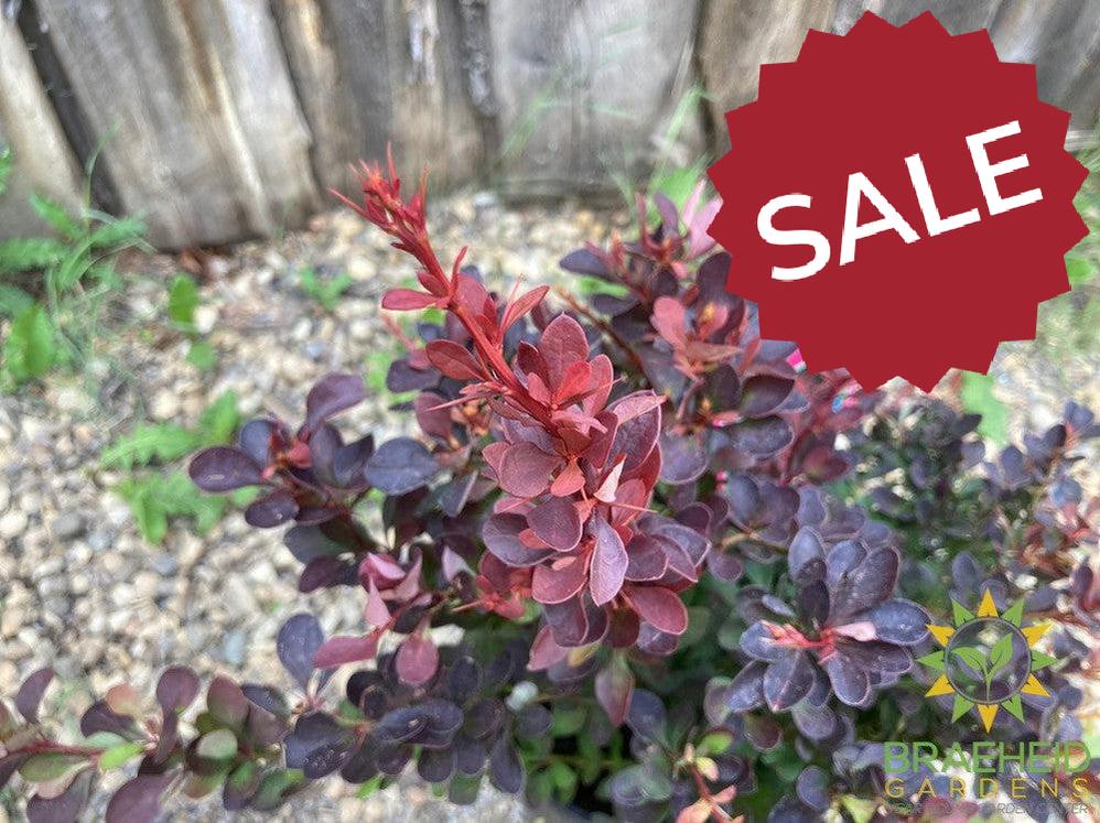 Royal Burgundy™ Barberry