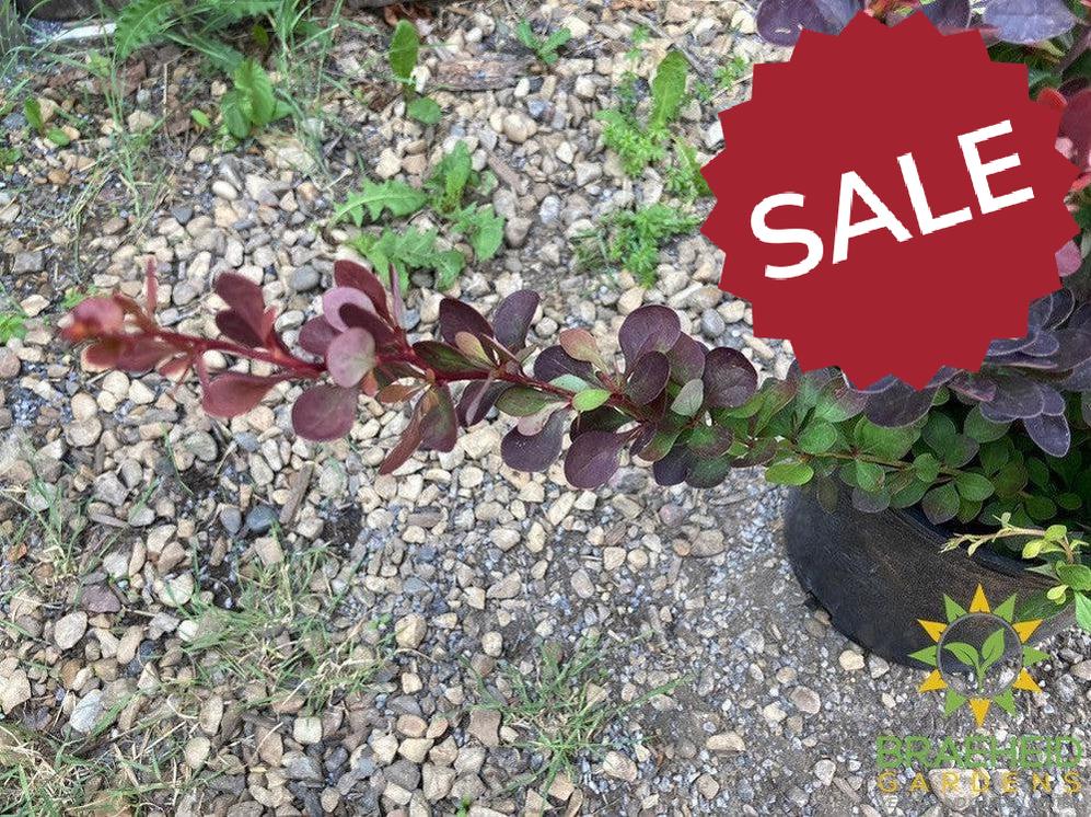 Royal Burgundy™ Barberry