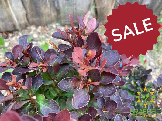 Royal Burgundy™ Barberry
