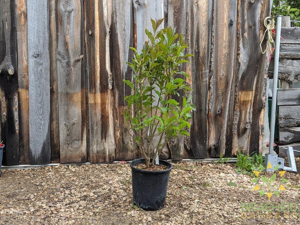 Royalty Preston Lilac