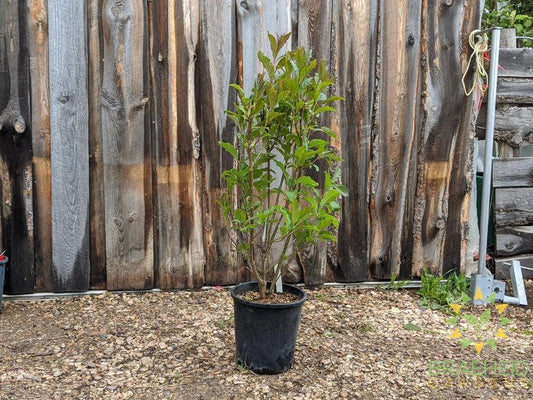 Royalty Preston Lilac