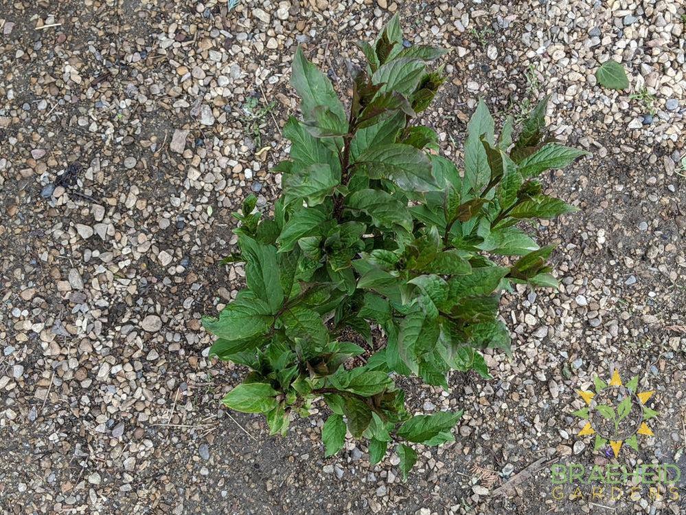 Royalty Preston Lilac