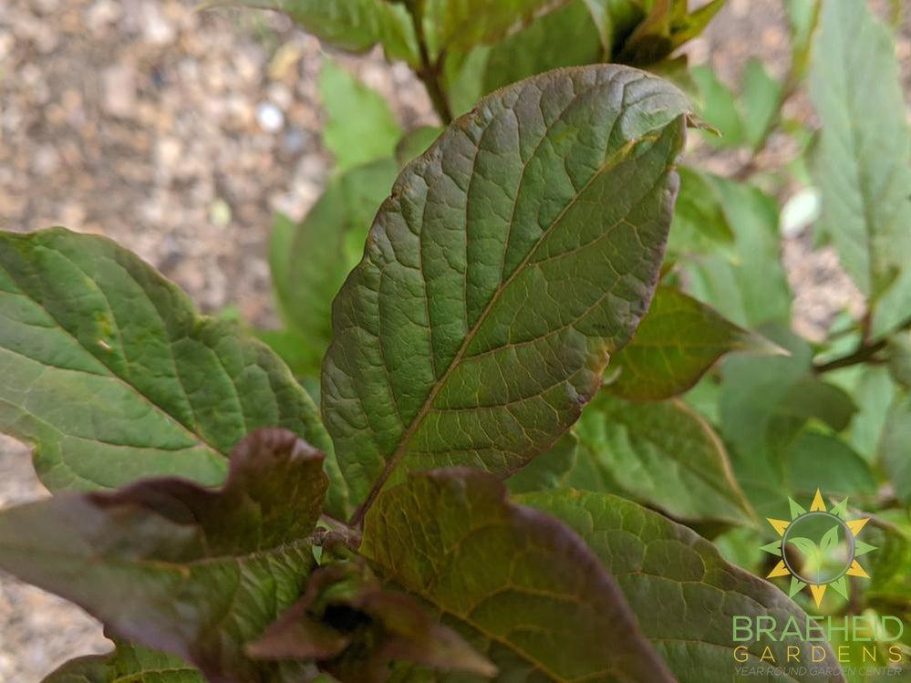 Royalty Preston Lilac