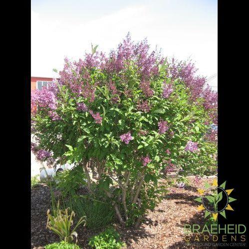 Royalty Preston Lilac