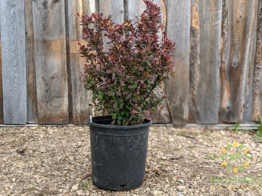 Ruby Carousel Barberry