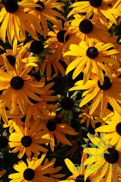 Black-Eyed Susan Rudbeckia
