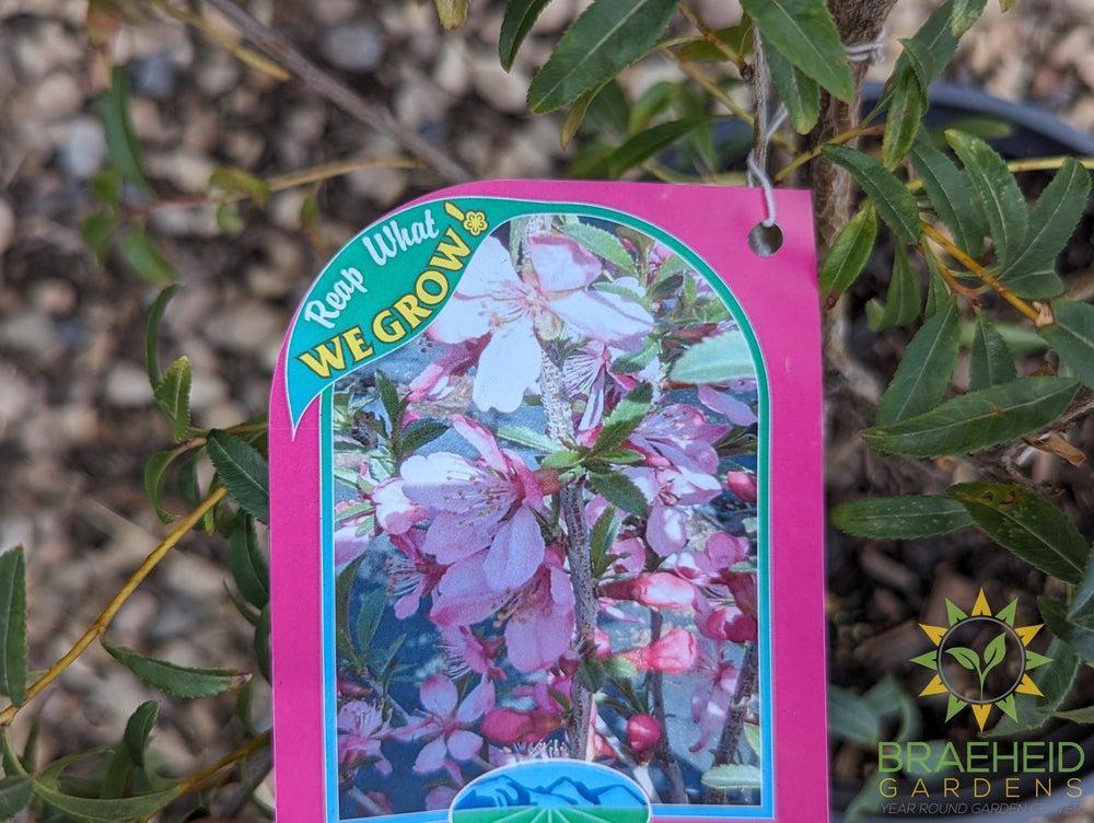 Russian Almond