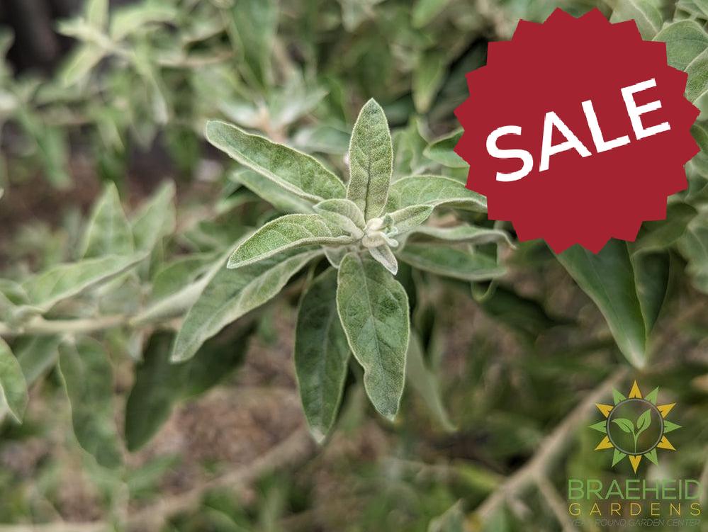 Russian Olive Shrub