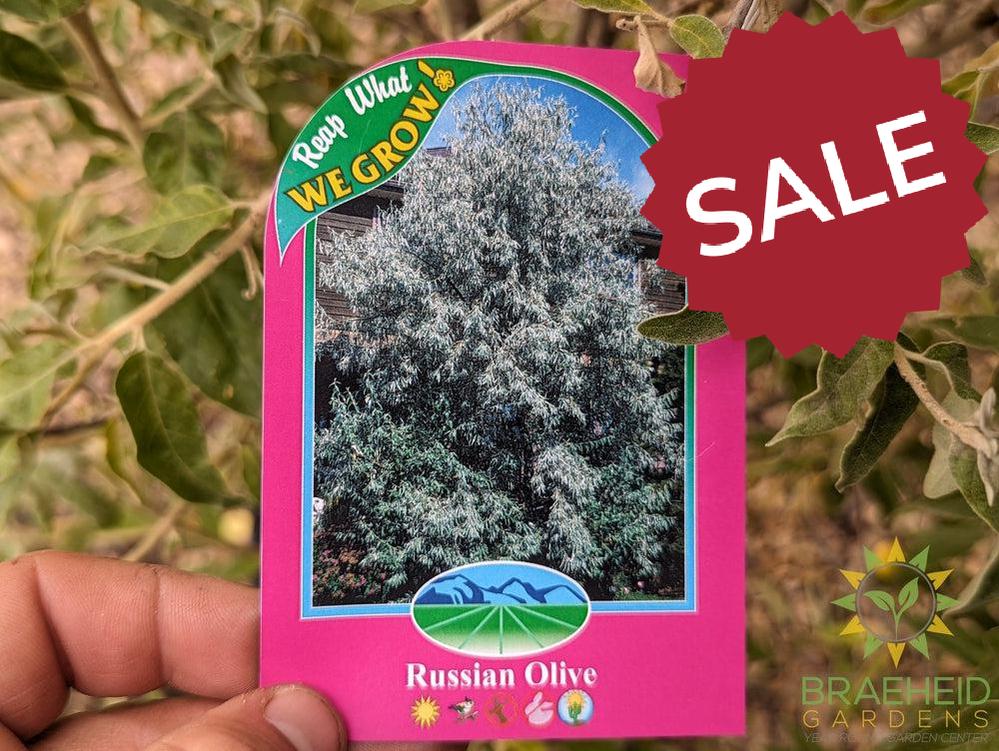 Russian Olive Shrub