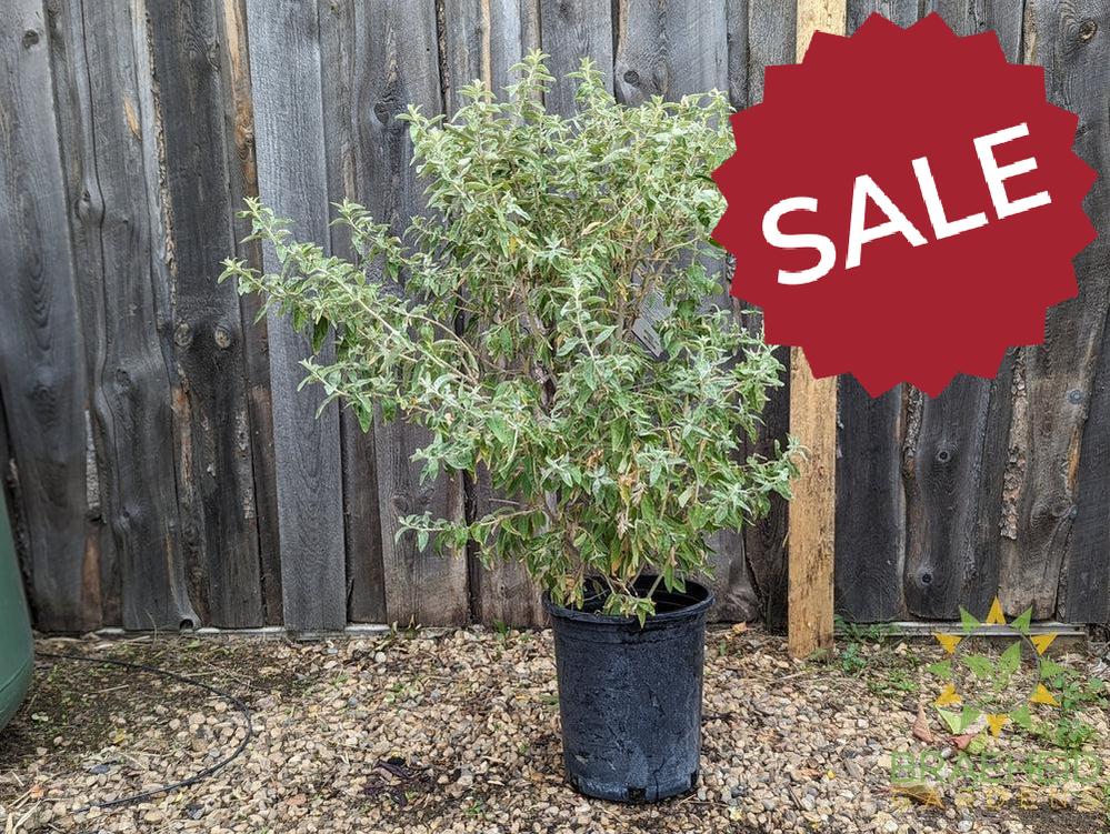 Russian Olive Shrub
