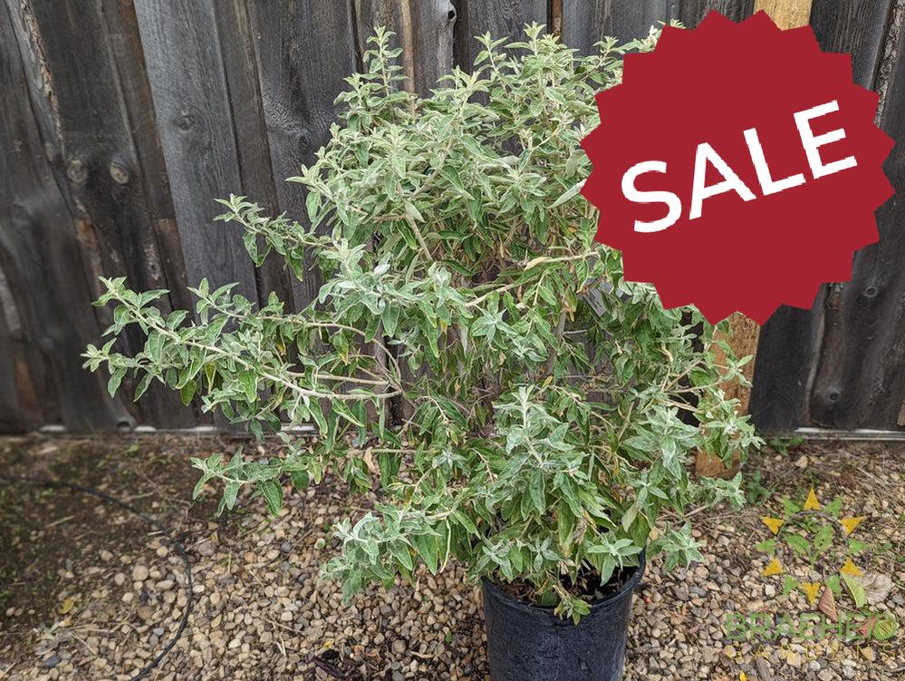 Russian Olive Shrub