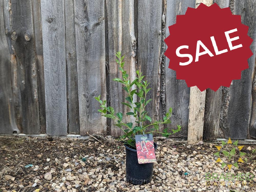 SK Carmine Jewel Cherry shrub