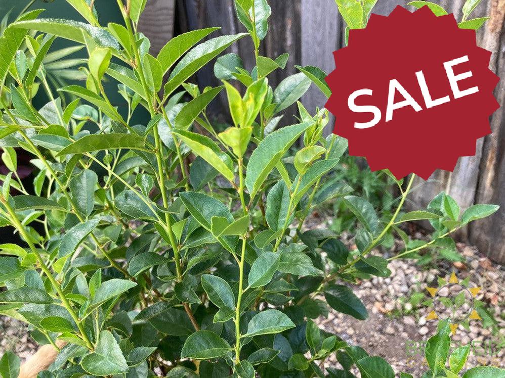SK Carmine Jewel Cherry shrub